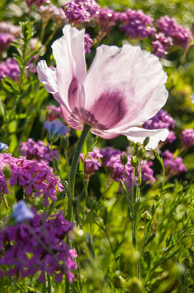  photo bluebreadpoppy-catchfly-flax_zpse109d13e.jpg